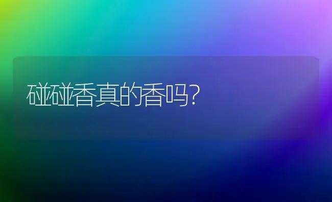 碰碰香真的香吗？ | 多肉养殖