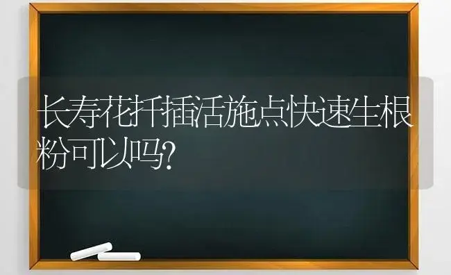 长寿花扦插活施点快速生根粉可以吗？ | 多肉养殖