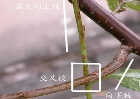 盆栽修剪 | 三角梅盆景修剪过程（修剪图）