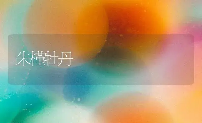 朱槿牡丹 | 家庭养花