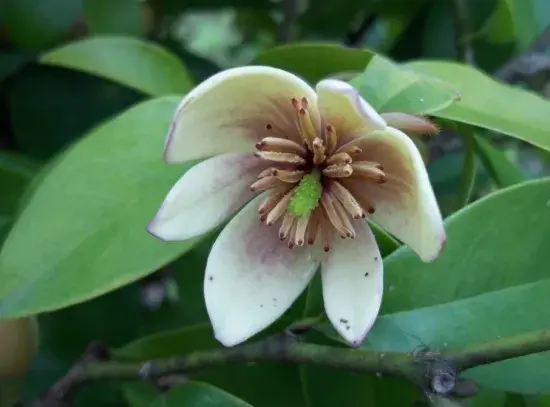 含笑花花语：庄重,纯洁