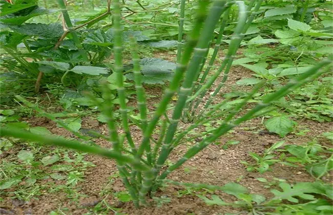 节节草的栽培前景