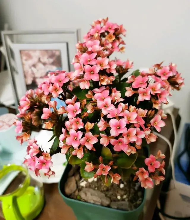长寿花长气根叶片发软怎么办？