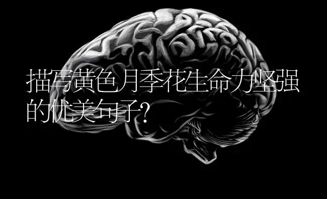 描写黄色月季花生命力坚强的优美句子？ | 绿植常识