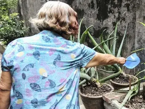 盆栽浇水 | 盆栽芦荟浇水方法和技巧