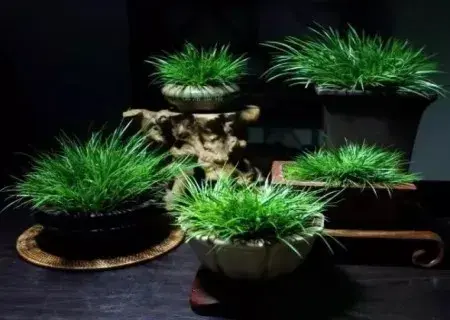 盆景知识 | 种菖蒲用什么土栽——菖蒲养殖土分析