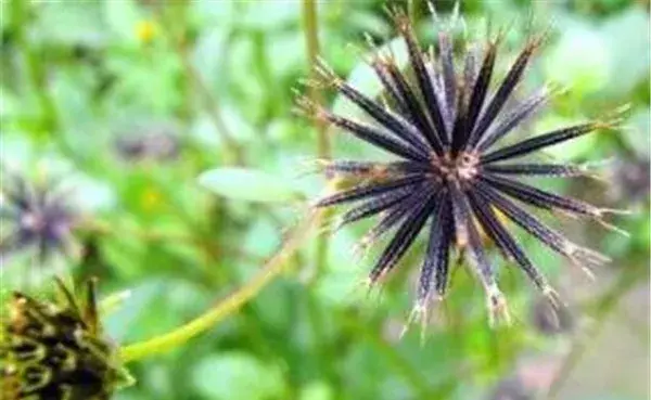 羽叶鬼针草和白花鬼针草图片资料 鬼针草花语是什么