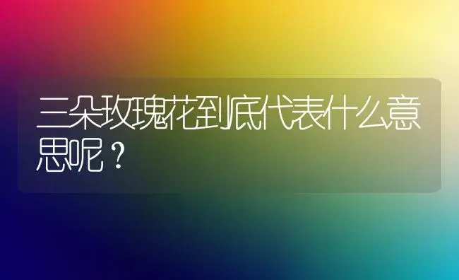 三朵玫瑰花到底代表什么意思呢？ | 绿植常识