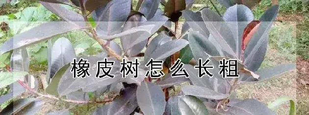 橡皮树怎么长粗