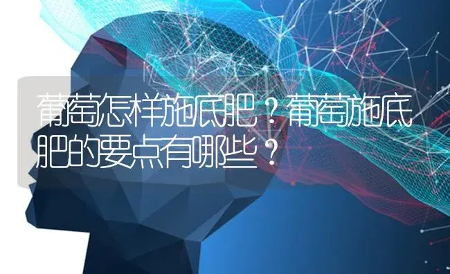 葡萄怎样施底肥？葡萄施底肥的要点有哪些？ | 果木种植