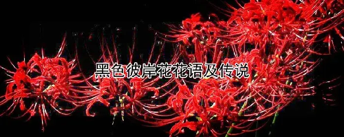 黑色彼岸花花语及传说