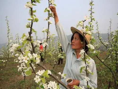 盆景养护管理 | 梨树的夏季管理技术