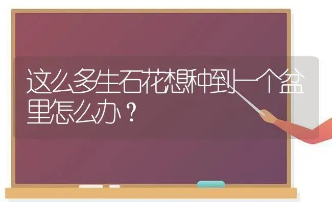 这么多生石花想种到一个盆里怎么办？ | 多肉养殖