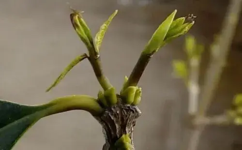 盆景养护管理 | 桂花树新芽尖枯萎原因