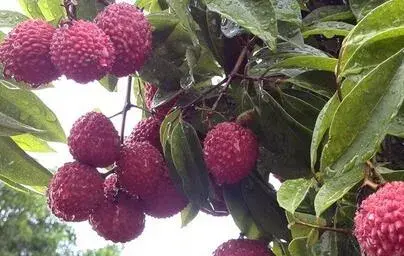 荔枝产地集中在中国南部　莆田是最古老荔枝产地