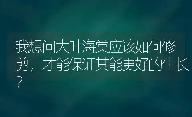 我想问大叶海棠应该如何修剪，才能保证其能更好的生长？ | 绿植常识