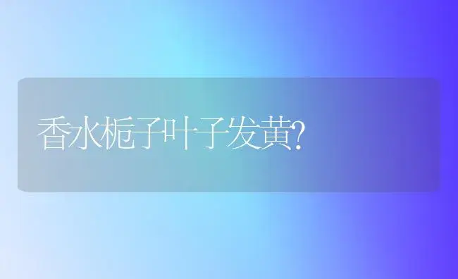 香水栀子叶子发黄？ | 绿植常识