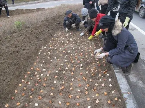 盆栽育苗 | 郁金香繁殖方法