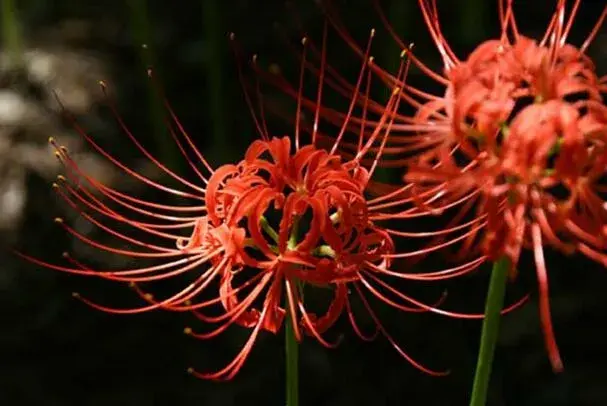 红色彼岸花的花语，来自地狱的召唤(死亡之花)_花语大全