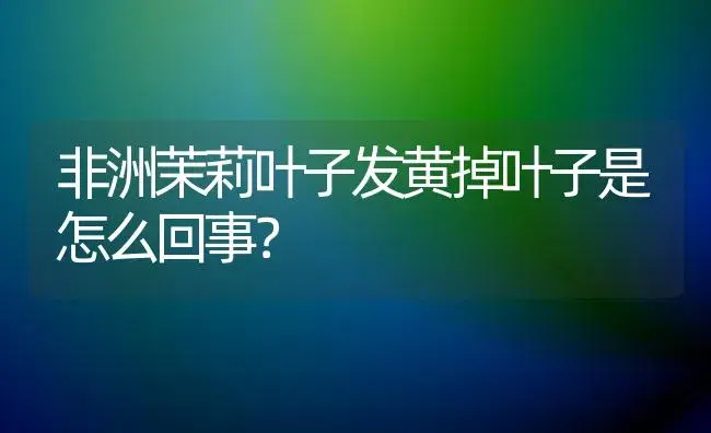 非洲茉莉叶子发黄掉叶子是怎么回事？ | 绿植常识