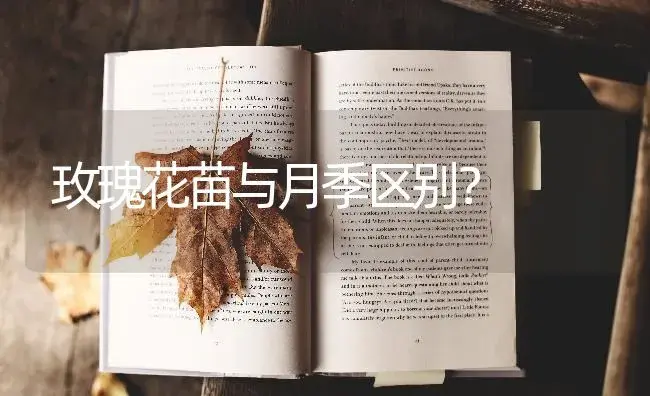 康乃馨花苞很多，但很多都开不了，怎么办呢？ | 绿植常识