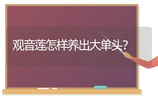 观音莲怎样养出大单头？ | 多肉养殖