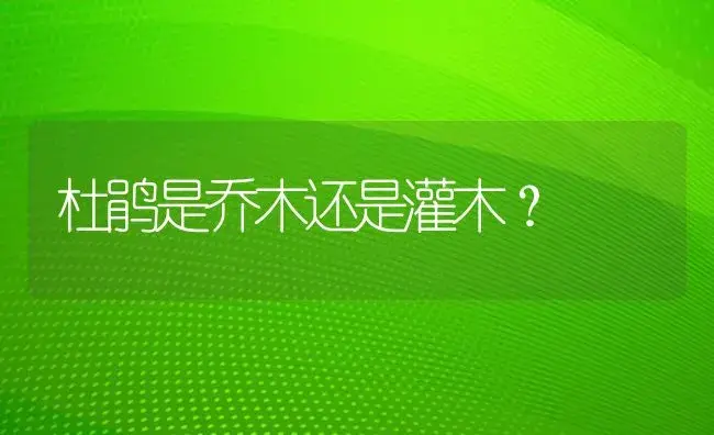 杜鹃是乔木还是灌木？ | 绿植常识