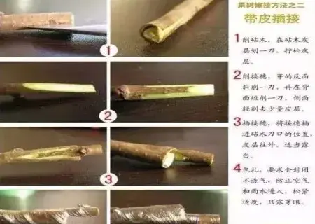 盆栽造型 | 盆景嫁接技术图解