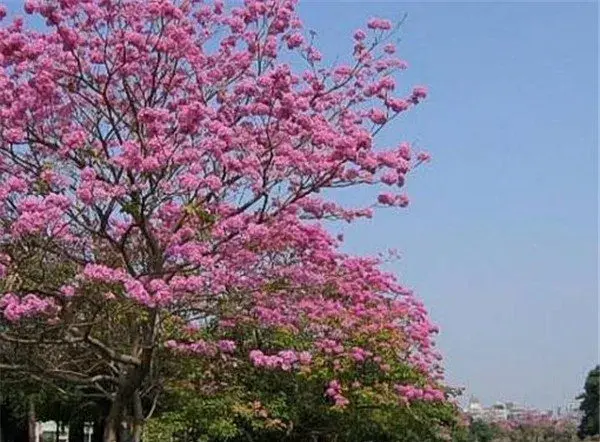 红花风铃木价格 红花风铃木花期和花语