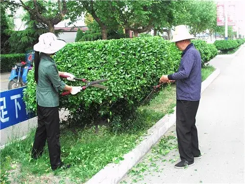 盆栽修剪 | 绿篱苗木修剪技术要点