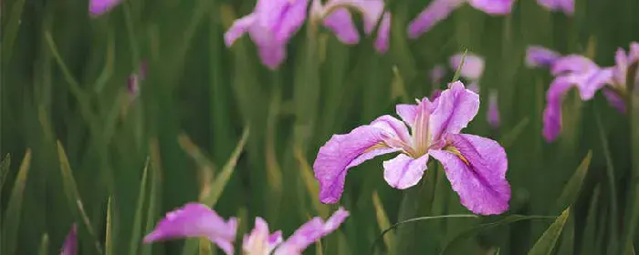 鸢尾花的花语和象征意义