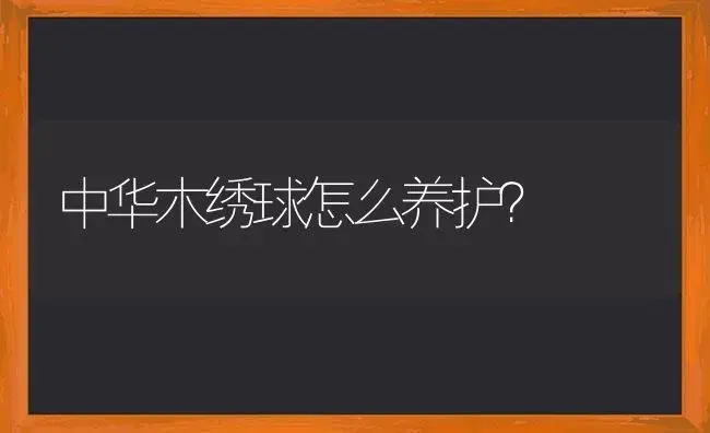 中华木绣球怎么养护？ | 绿植常识