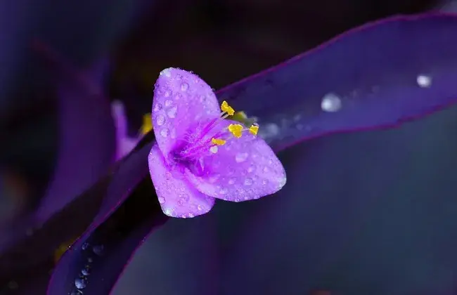 紫竹梅的水培办法