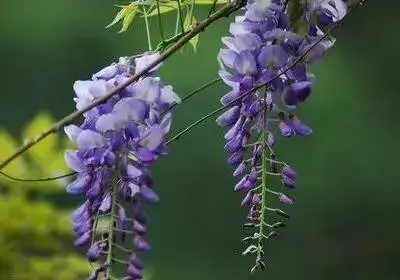 各种花的花语有哪些？