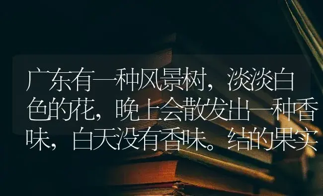 广东有一种风景树,淡淡白色的花,晚上会散发出一种香味,白天没有香味。结的果实像四季豆一样。请问这是？ | 多肉养殖