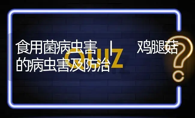 鸡腿菇的病虫害及防治 | 菌菇种植