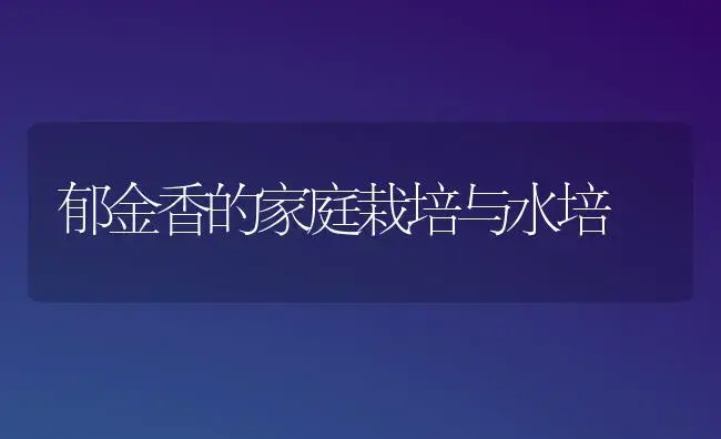 郁金香的家庭栽培与水培 | 家庭养花