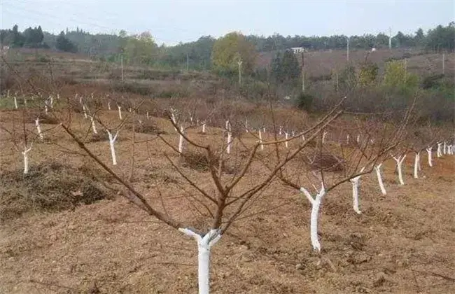 苹果春天清园堤防事项