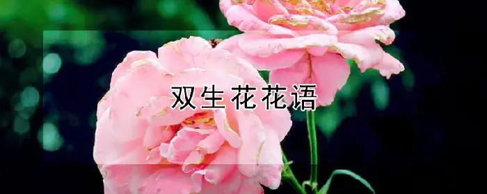 双生花花语