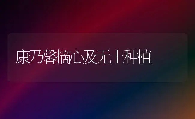 康乃馨摘心及无土种植 | 家庭养花