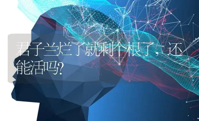 君子兰烂了就剩个根了，还能活吗？ | 绿植常识