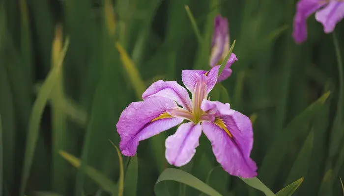 鸢尾花语及寓意