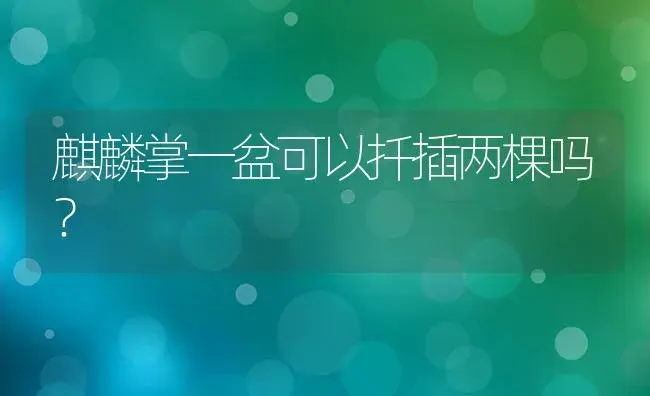 麒麟掌一盆可以扦插两棵吗？ | 多肉养殖