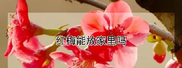 红梅能放家里吗