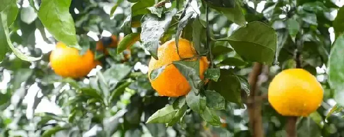 什么水果适合在赣州种植，附常见水果的种植条件