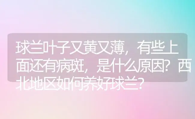 球兰叶子又黄又薄，有些上面还有病斑，是什么原因?西北地区如何养好球兰？ | 绿植常识