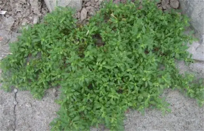 鹅不食草的栽培技术