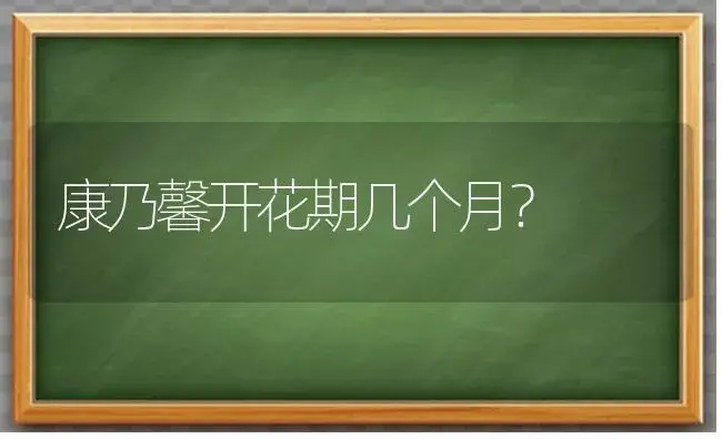 康乃馨开花期几个月？ | 绿植常识