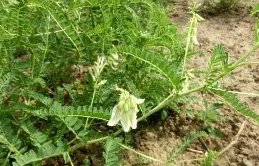 黄芪种子选种育苗技巧