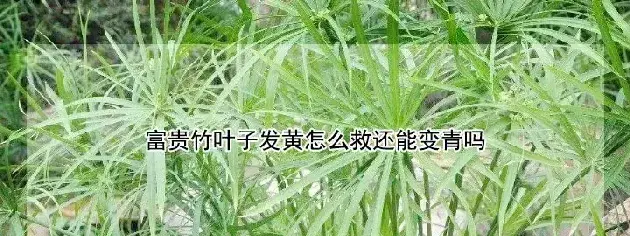 富贵竹叶子发黄怎么救还能变青吗